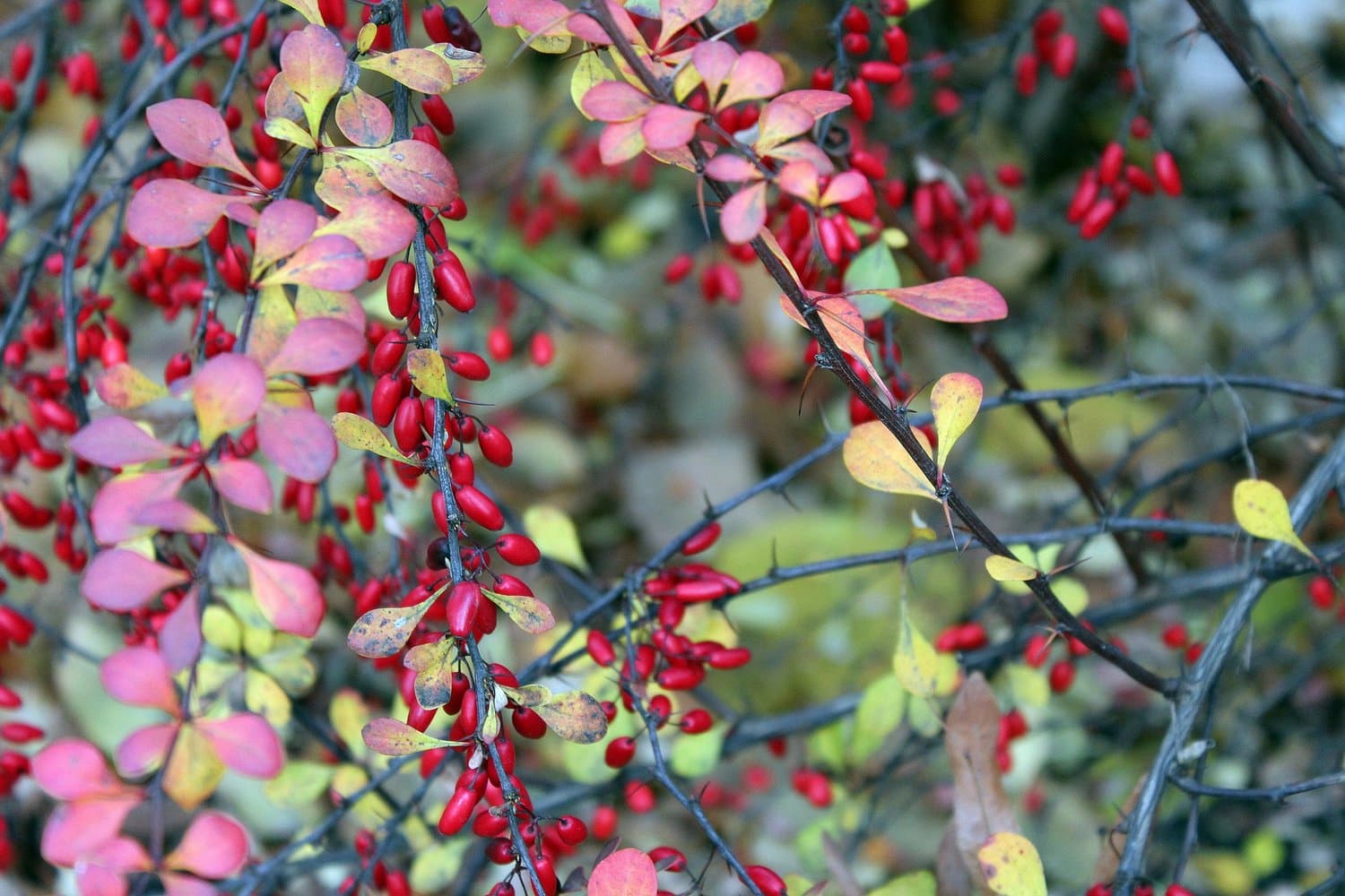 barberry-2980763_1920